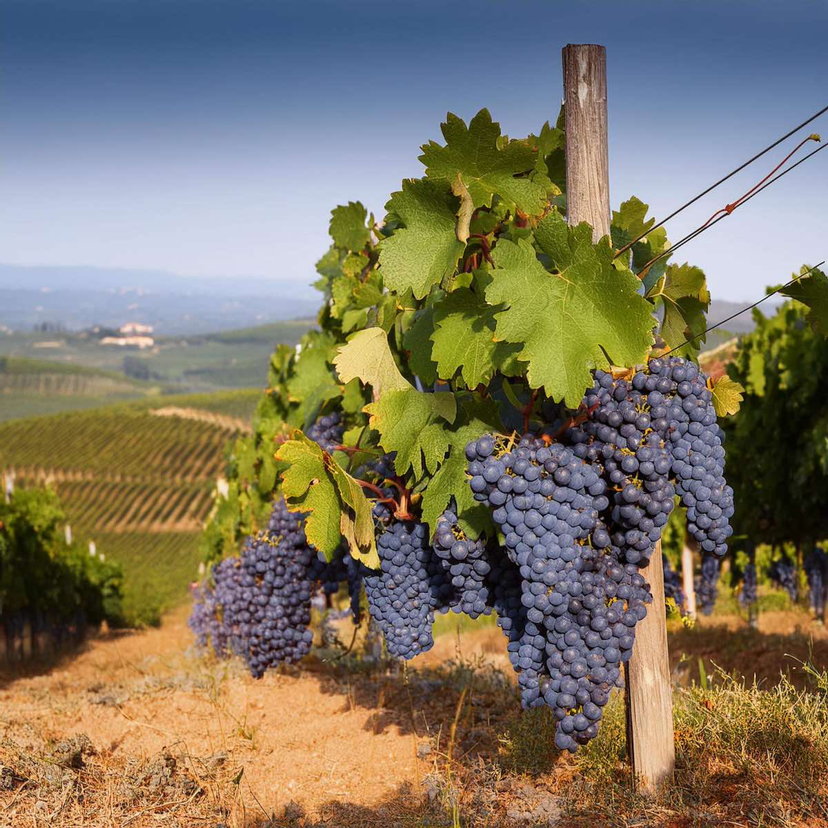 Nebbiolo – The Grape Behind Italy’s Most Iconic Red Wines