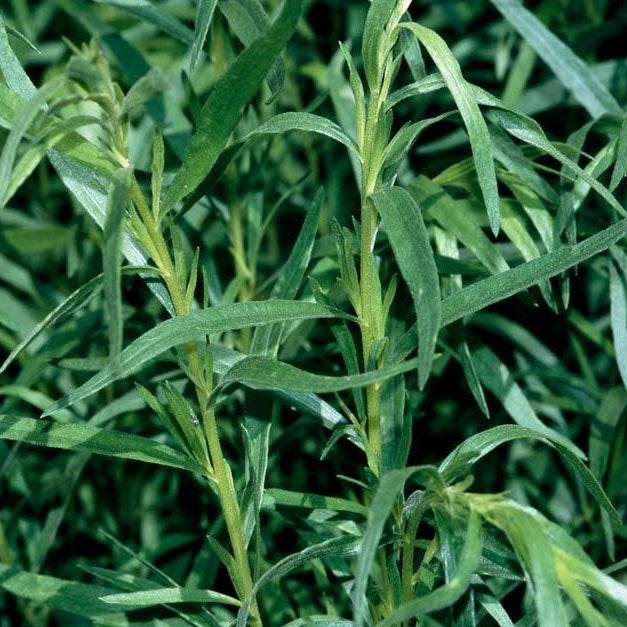 Which Herb Pairs Best with a Glass of White Wine?