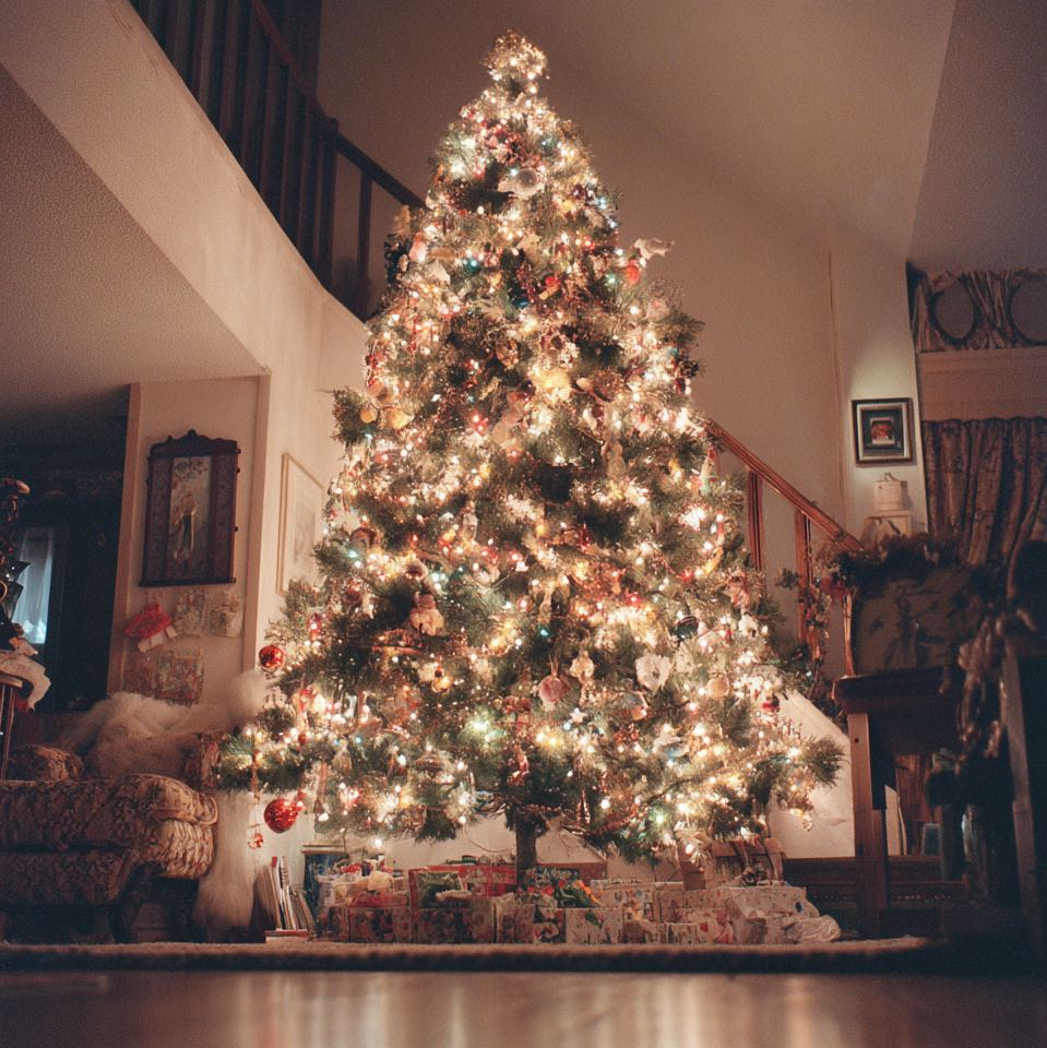 Slik velger og pleier du det perfekte juletreet, image size:959x960