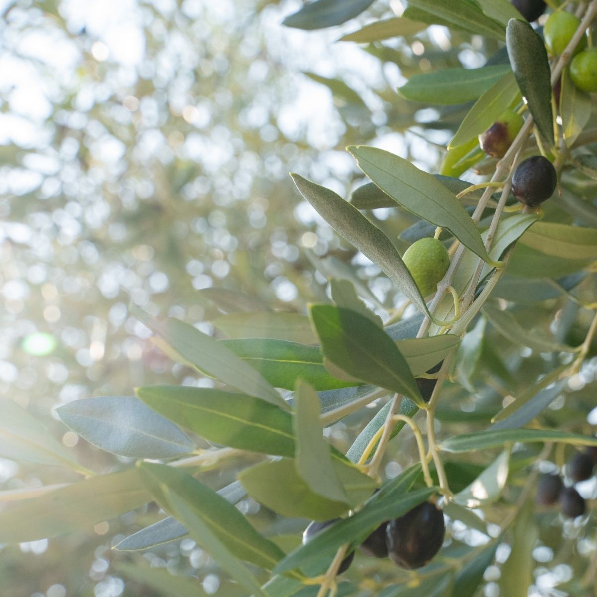 Olive Oil Guide: How to Choose the Right Bottle in the Store (Countries, Olives, Harvest, Shelf Life)
