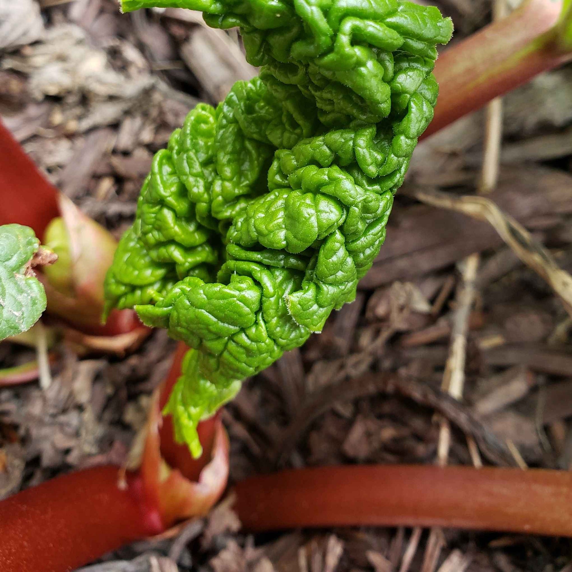 Forced Rhubarb at Home - How to Grow “Glass Rhubarb” for Early, Tender Stalks
