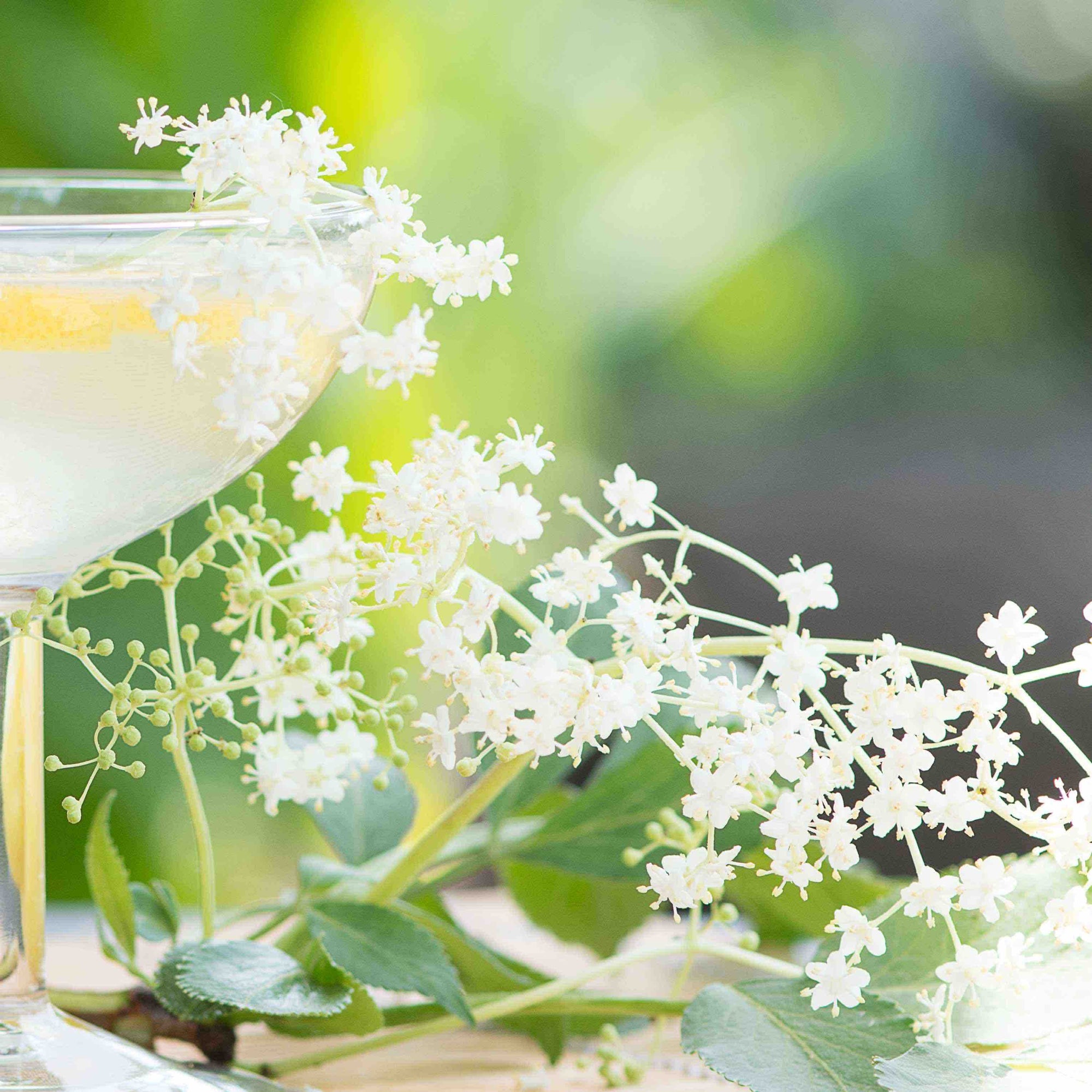 Elderflower & Cucumber Spritz, a Fresh Spring Cocktail with Bubbles