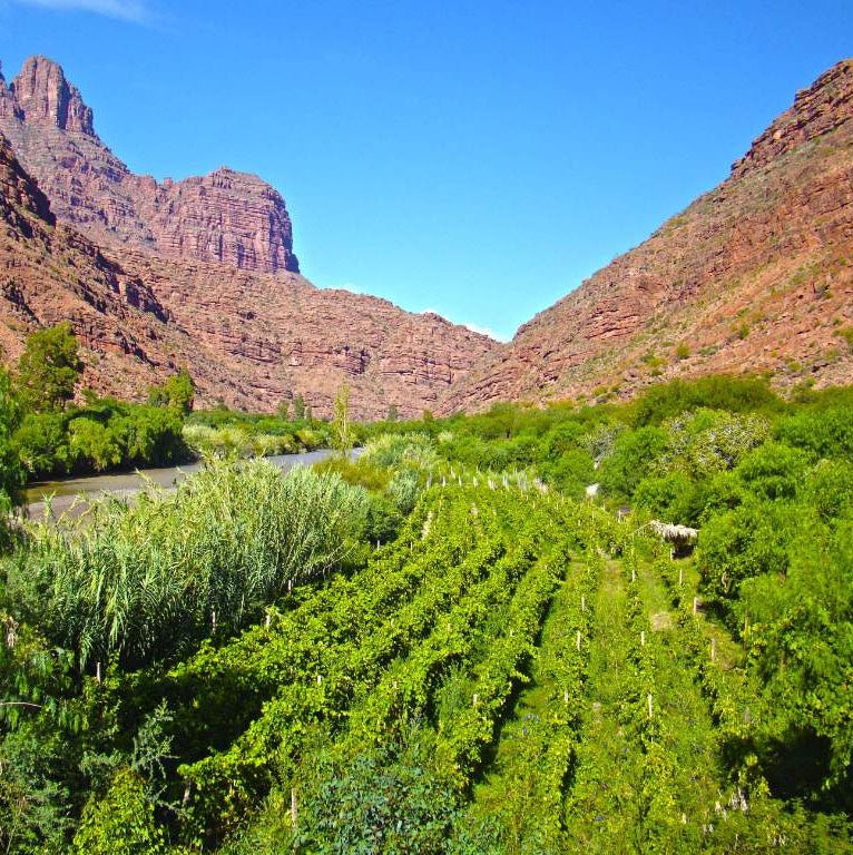 Bolivia – The Wine Country