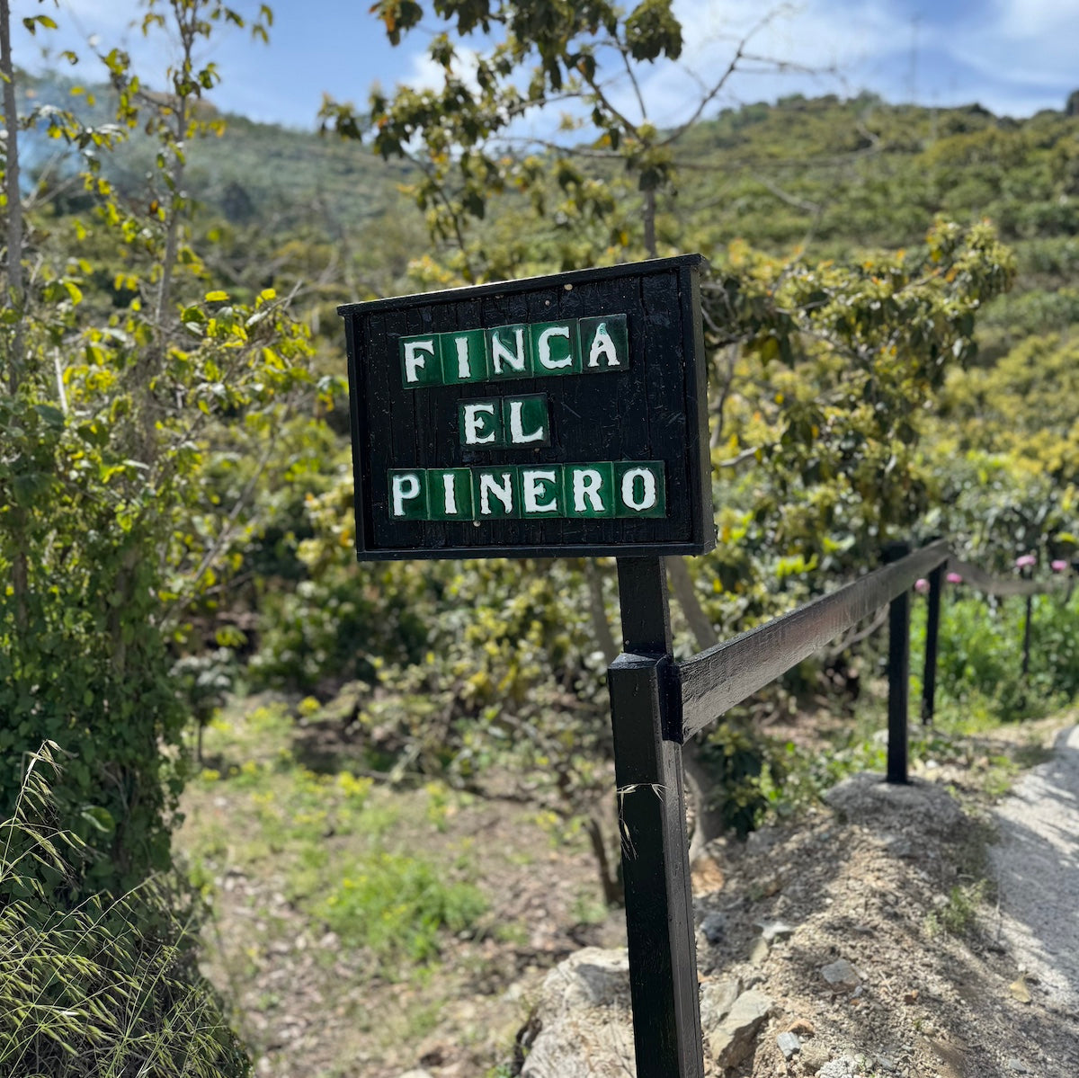 Finca El Piñero – A Lush, Organic Haven of Citrus and Mango in the Heart of Andalusia
