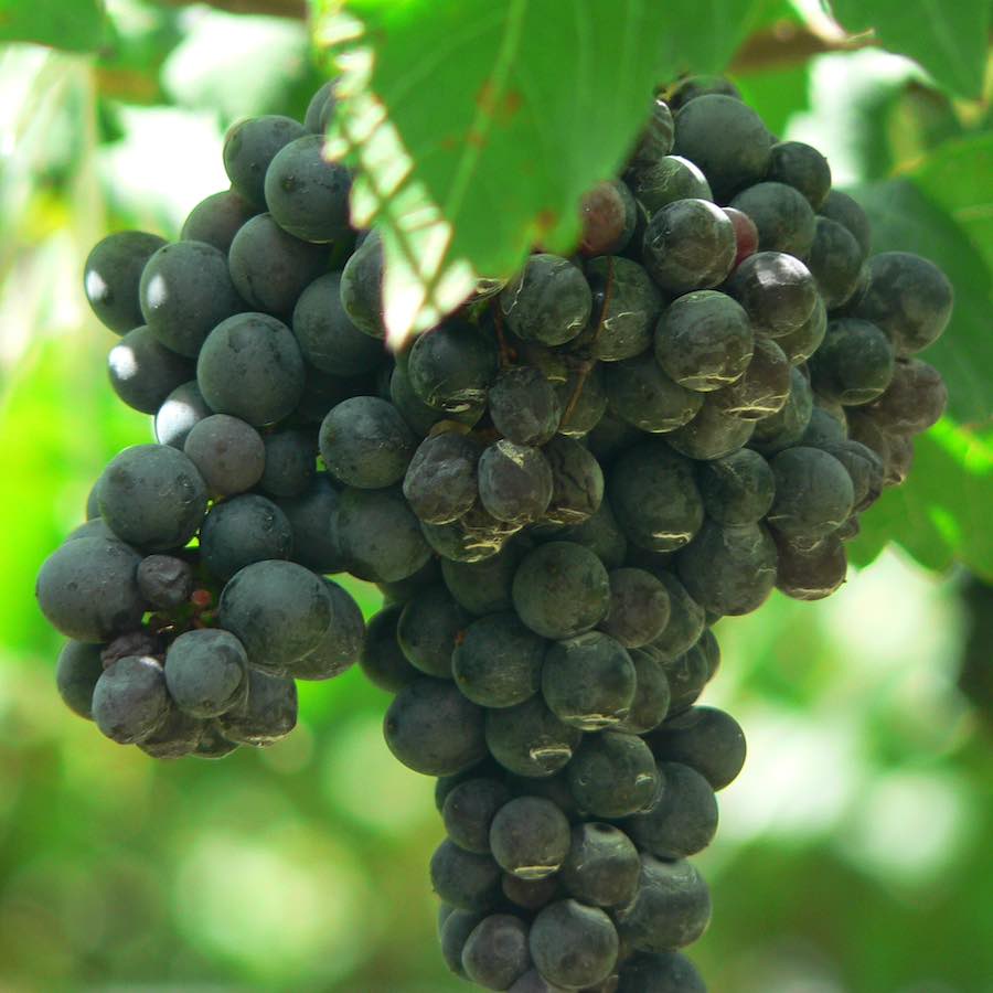 Exploring the Rich World of Shiraz (Syrah) Wine