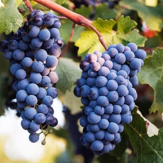 Is Syrah the Same as Shiraz?