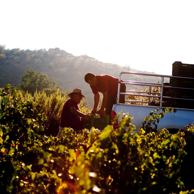 Calvente Wineries – Spain’s Hidden Wine Gem at the Foot of the Sierra Nevada