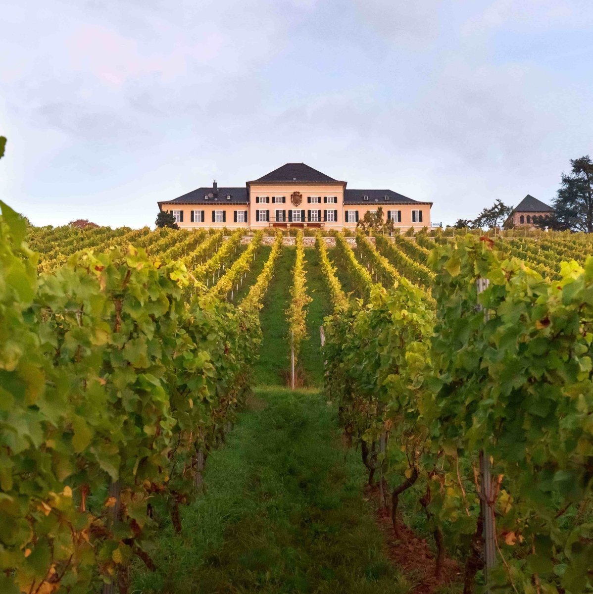 A Deep Dive In To The Rheingau Wine Region - Corkframes.com