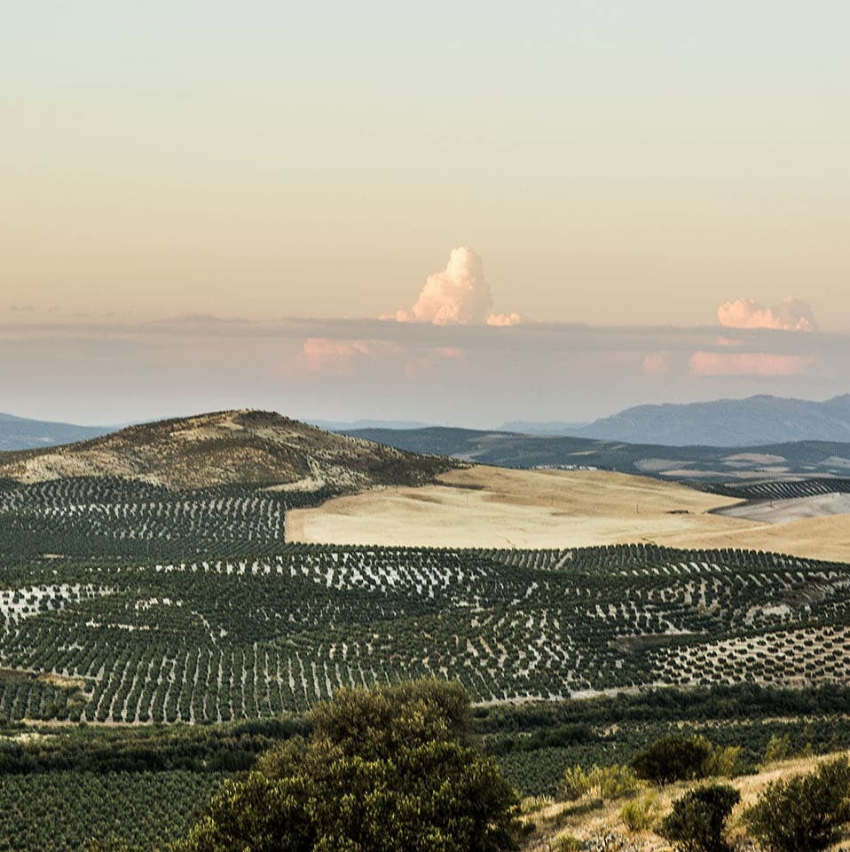 Spain’s Best Olive Oil Producers – Where to Find Them and What Makes Them Unique
