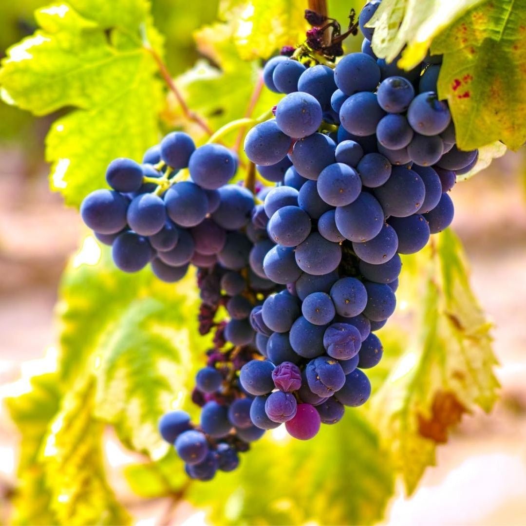 Cinsault – A Grape with a Rich Heritage - Corkframes.com