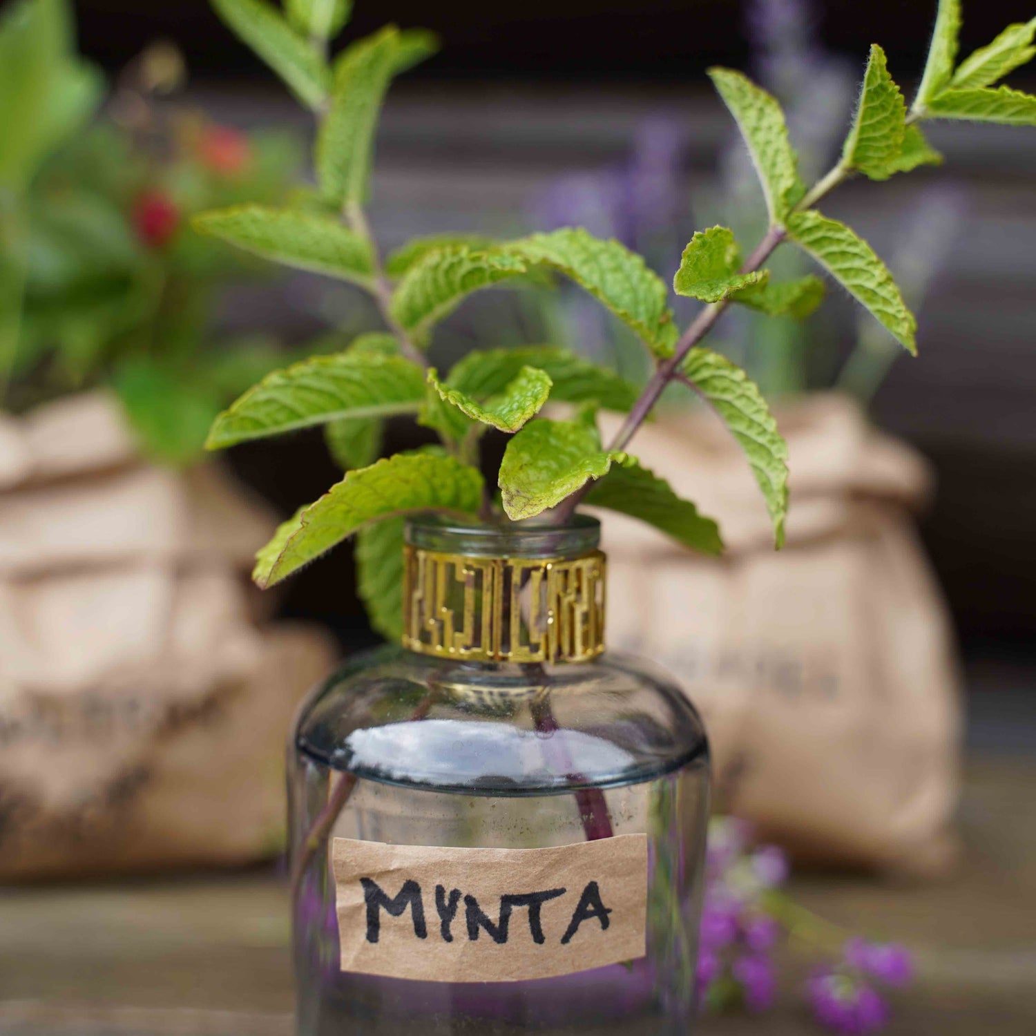 Mint – A Fresh Summer Touch for Cocktails, Cooking and Desserts
