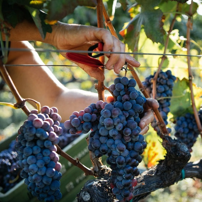 Nero d’Avola – The Black Heart of Sicily