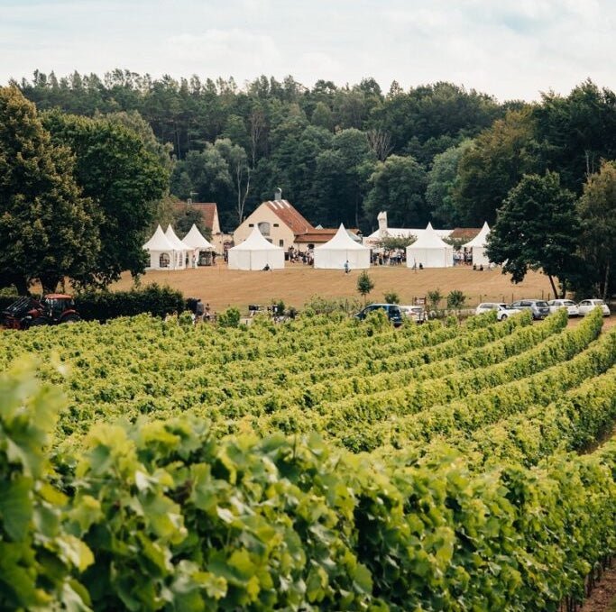 Positive Trend for Swedish Wine Production. - Corkframes.com