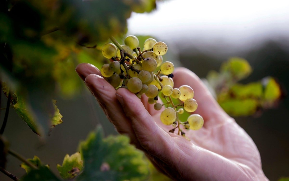 Prosecco: A Sparkling Journey Through Time - Corkframes.com