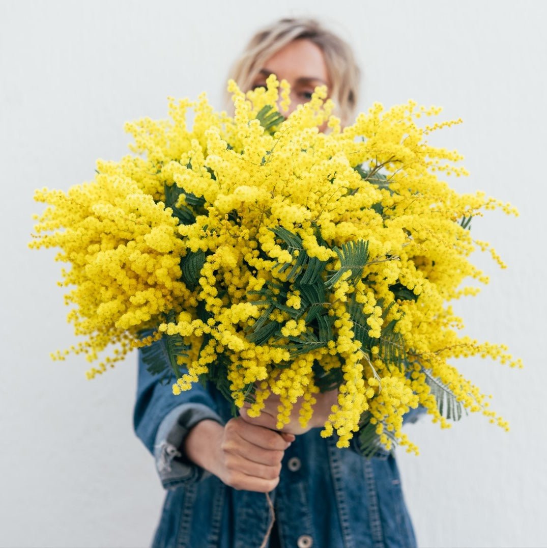 The Origin of the Word "Mimosa" in the Mimosa Cocktail - Corkframes.com