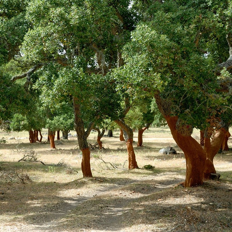 This is how and where Wine Corks are Produced - Corkframes.com