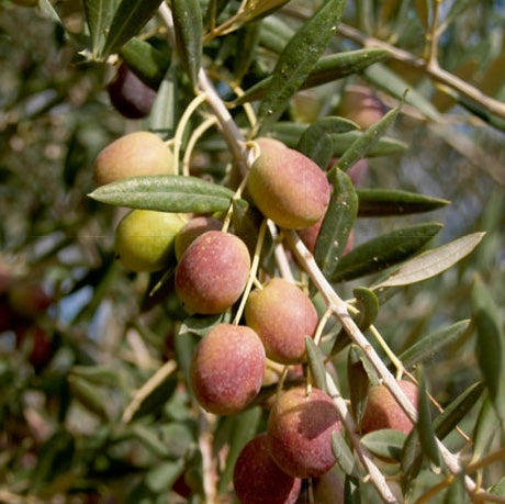 Aura De Calvente - Extra Virgin Olive Oil from Calvente Mountain Wine