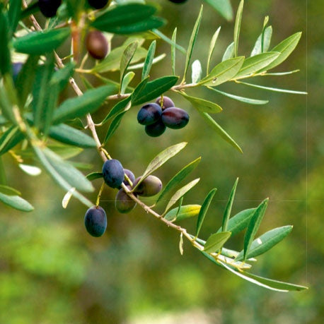 Aura De Calvente - Extra Virgin Olive Oil from Calvente Mountain Wine