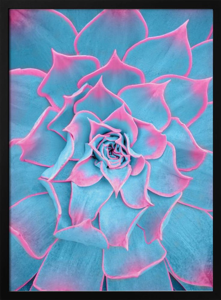 blue and pink succulent 30x40 cm / 12x16″