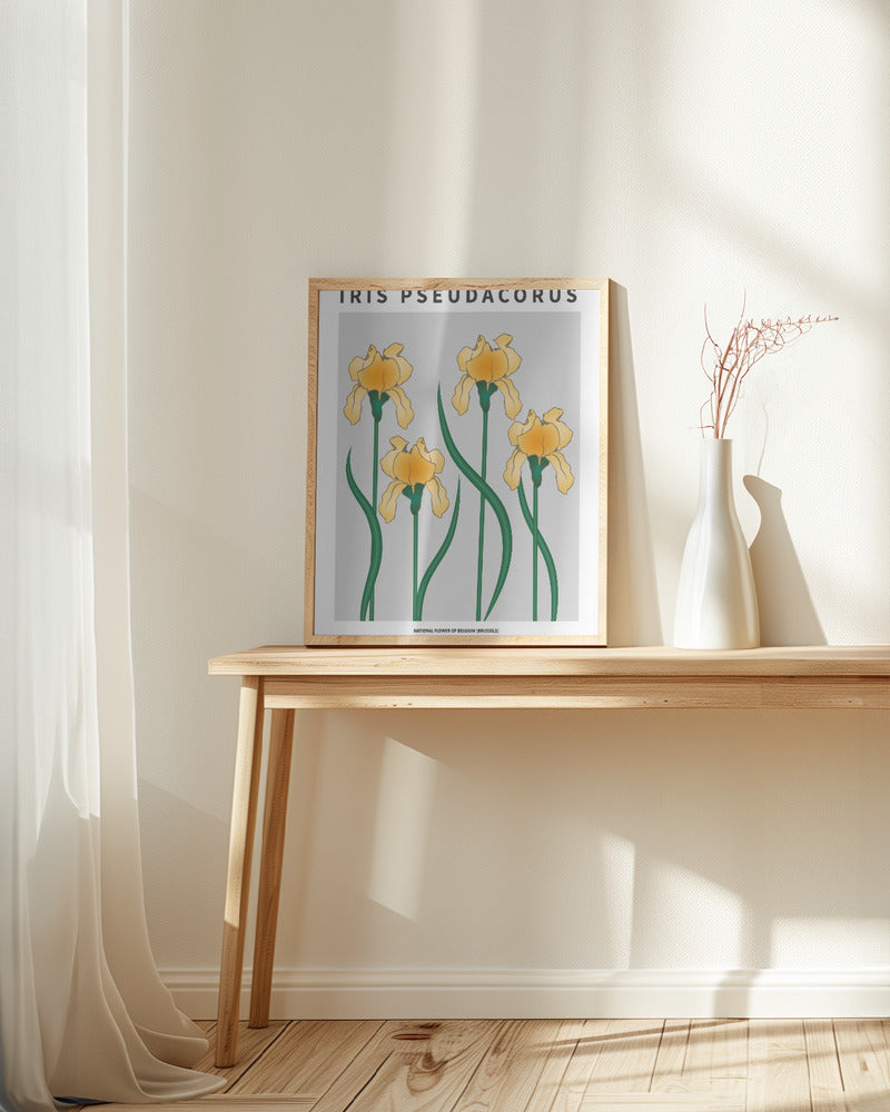 Iris - National flower of Belgium Poster
