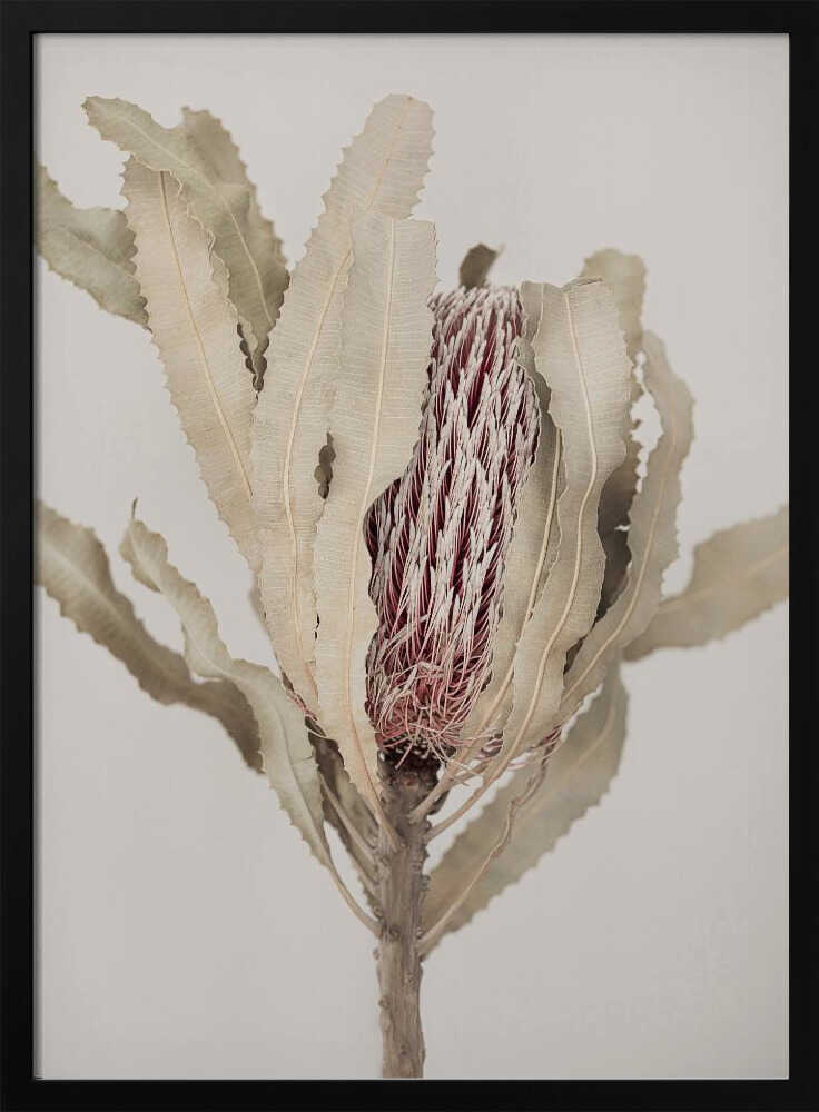 Banksia Poster