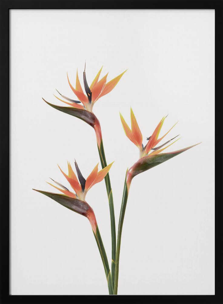 Birds of Paradise Poster