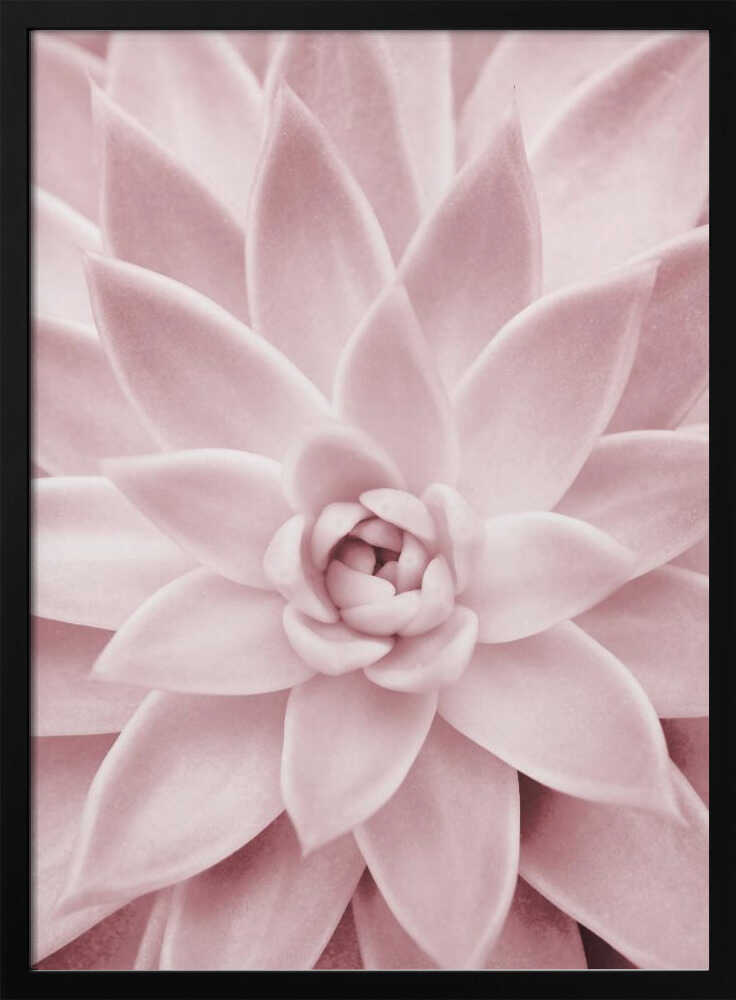 Pink Succulent Poster