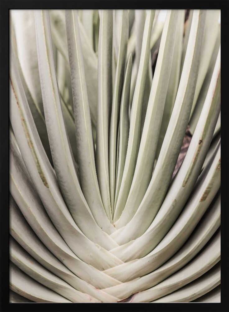 Desert Fan Dance – art print by Shot by Clint