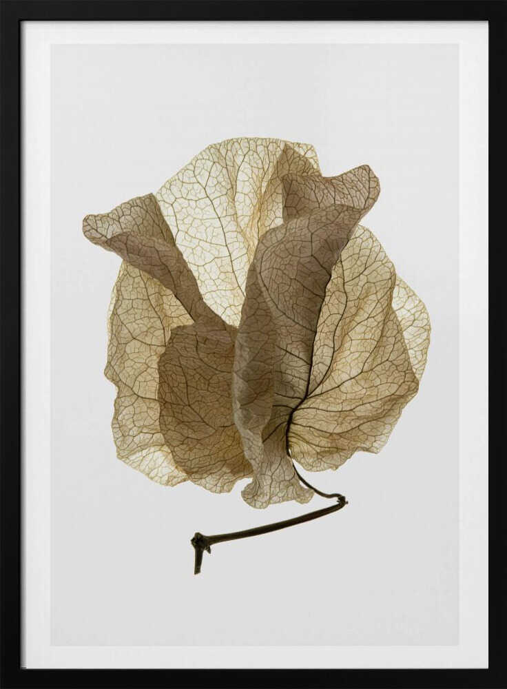 Whispering Petals Poster