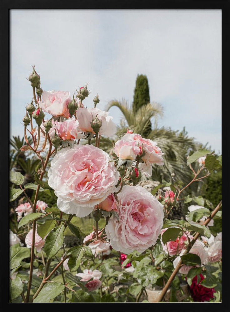 Garden Roses Poster