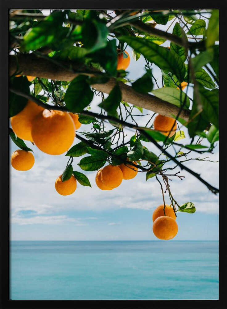 Amalfi Coast Oranges IV Poster
