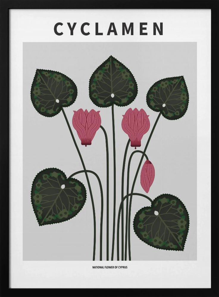 Cyklamen - National flower of Cypres Poster