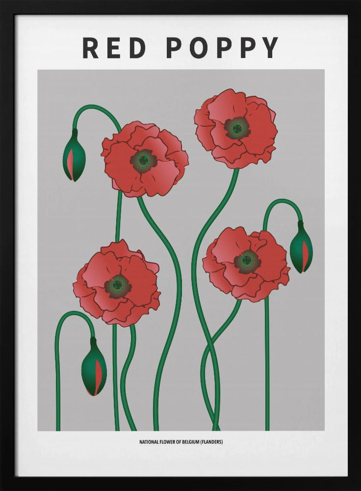 Red Poppy - National flower of Belgium Poster