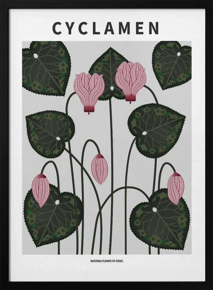 Cyclamen - National flower of Israel Poster