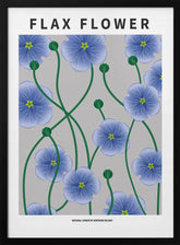 Flax flower - National flower of Ireland Poster