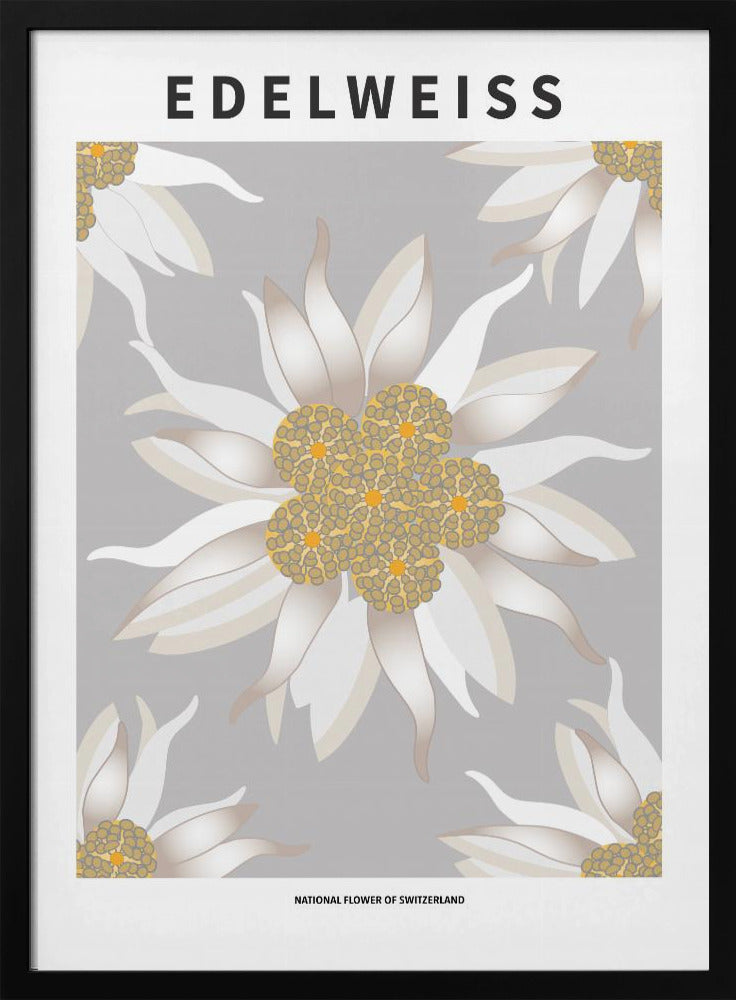 Edelweiss - National flower of Switzerland Poster