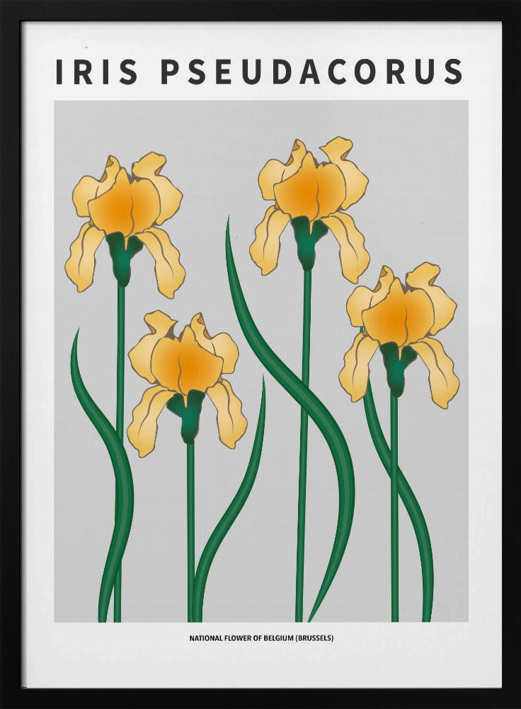 Iris - National flower of Belgium Poster