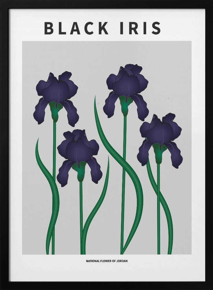 Black Iris - National flower of Jordan Poster