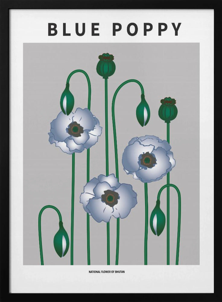 Blue Poppy - National flower of Bhutan Poster