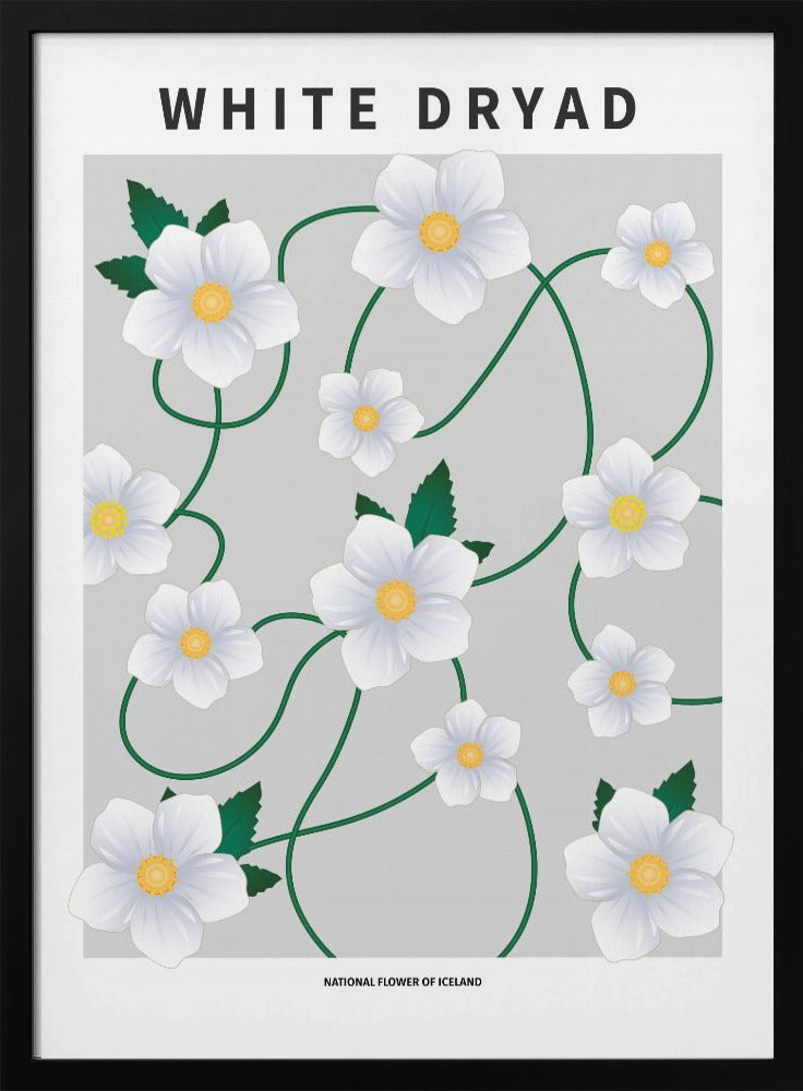 White dryad - National flower of Iceland Poster