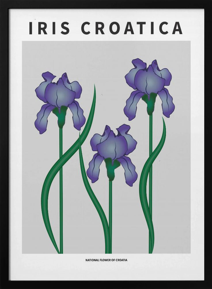 Iris Croatica - National flower of Croatia Poster