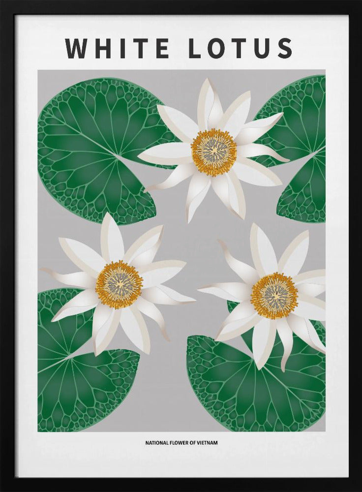 White Lotus - National flower of Vietnam Poster