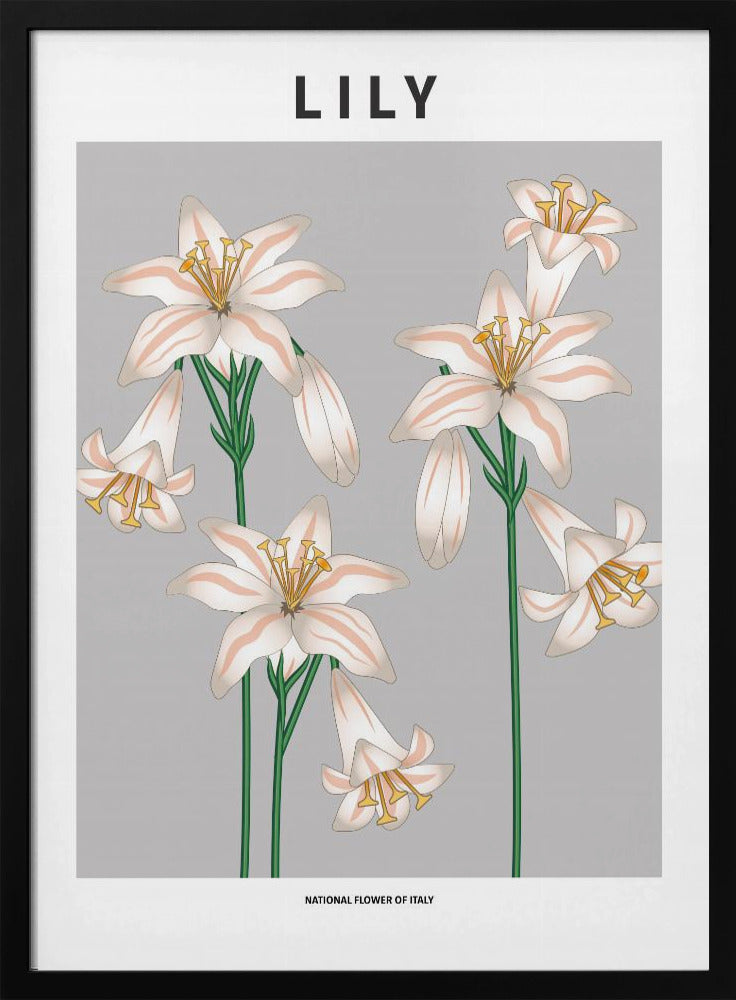 Lily - National flower of Italy Poster