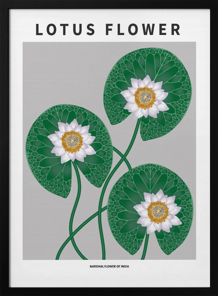 Lotus flower - National flower of India Poster