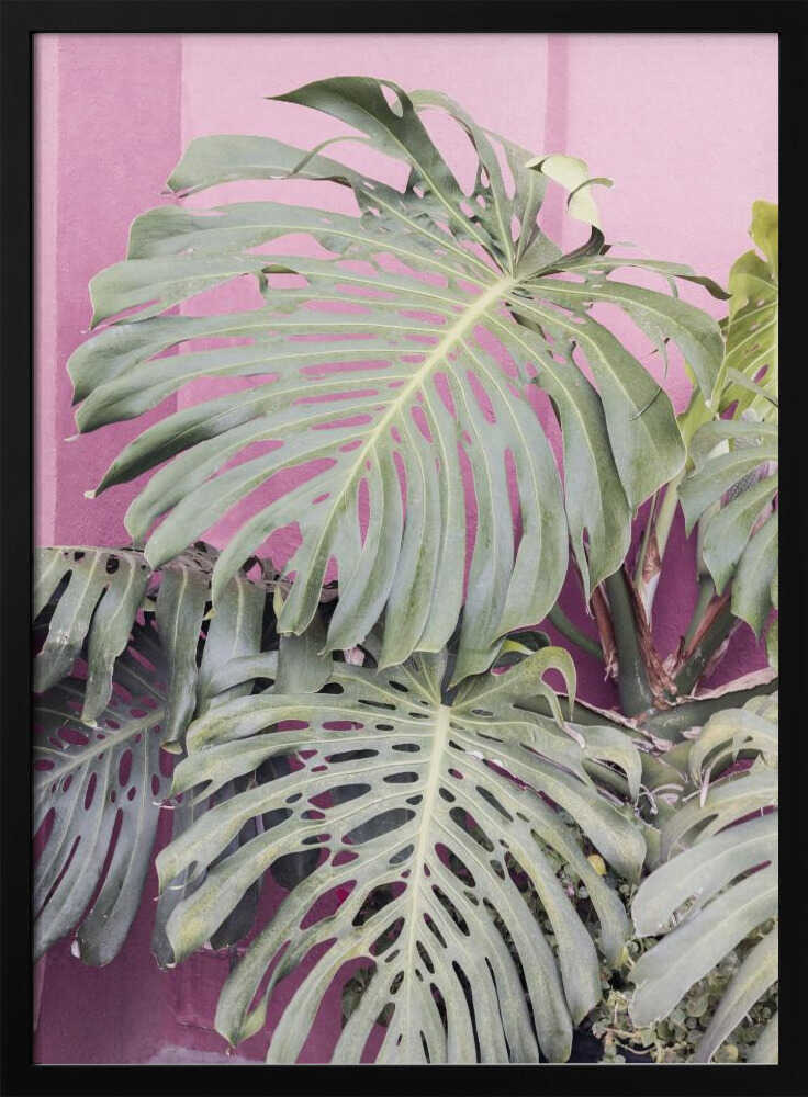 Monstera leaf La Muralla Poster