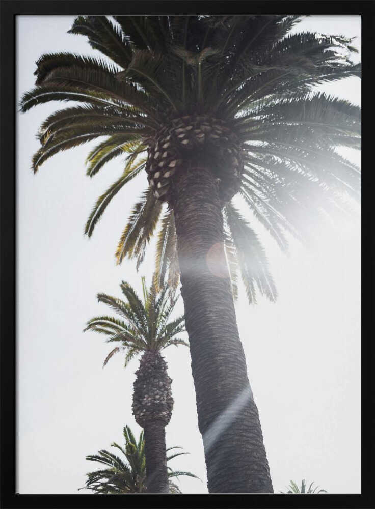 Palm Trees Poster