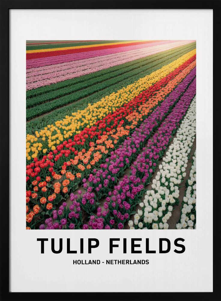 Tulip Fields Poster