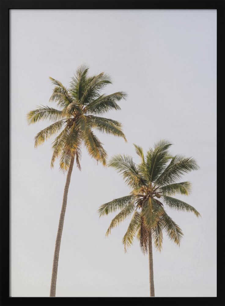 Palm Trees Poster
