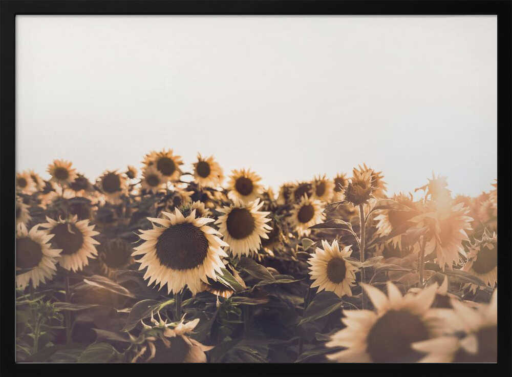 Sunflowers Poster
