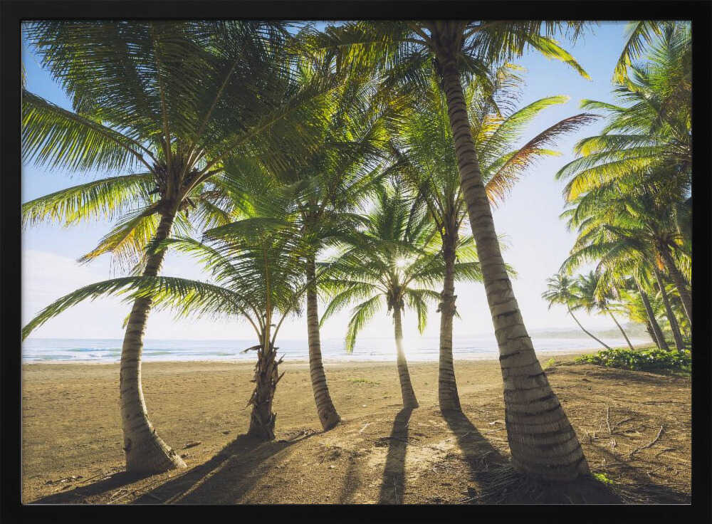 Tropical Morning Poster